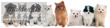 puppies and kitten in front of white background puppies and kitten in front of white background