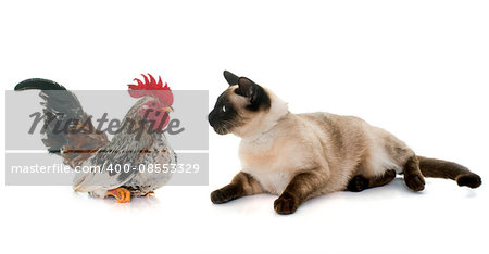 rooster and siamese cat in front of white background