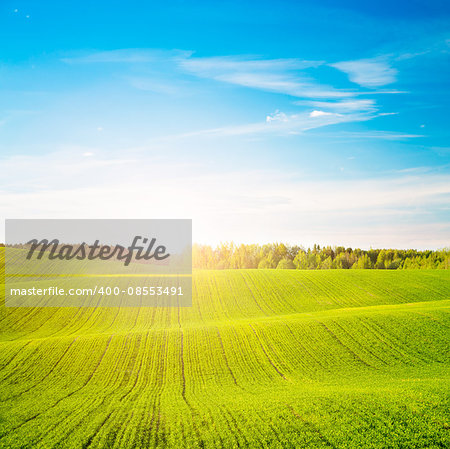 Spring Landscape. Green Field on the Background of Beautiful Sunset and Blue Sky. Toned Photo with Copy Space.