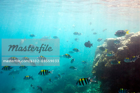 Shoal of fish at a coral reef