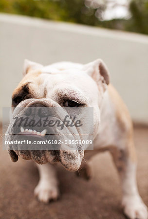 Portrait of grumpy bulldog