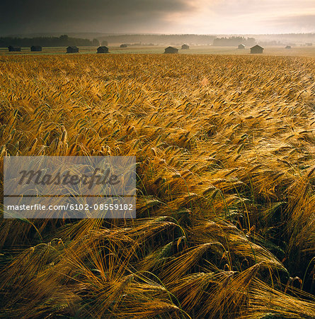 Storm over a field of barley.