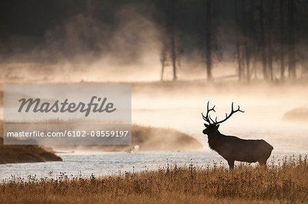 Silhouette of deer bull