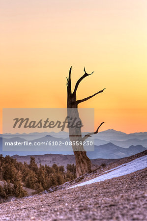 Silhouette of dead tree at dusk