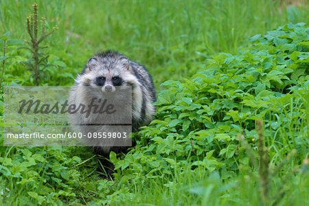 Portrait of Raccoon Dog (Nyctereutes procyonoides), Hesse, Germany