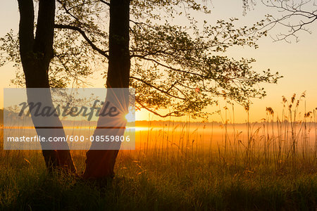 Trees at Sunrise on Misty Morning in Spring, Hesse, Germany