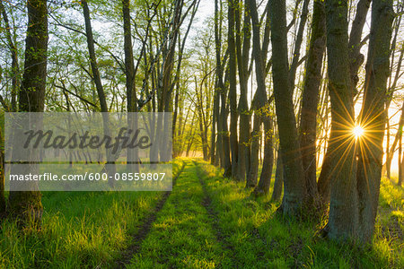 Path through Forest at Sunrise, Hesse, Germany