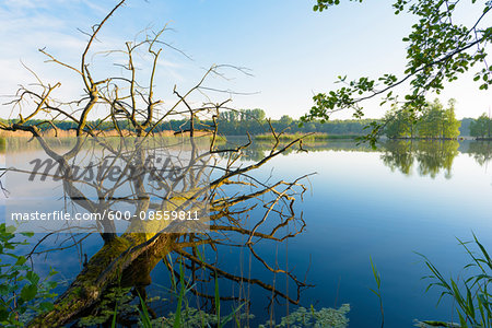 Dead Oak Tree in Lake, Hesse, Germany