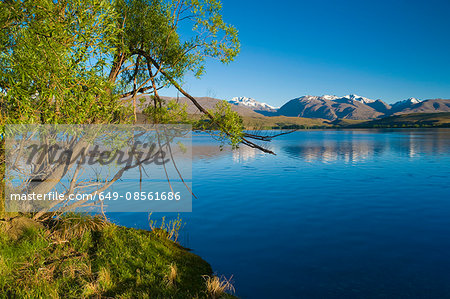 Tree by rural lakeside Tree by rural lakeside