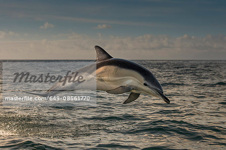 Dolphin jumping over water