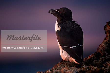 Guillemot bird roosting on cliff