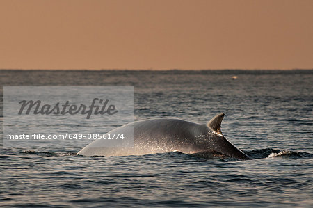 Fin whale emerging from water