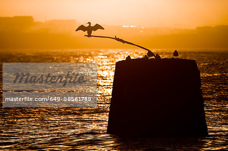 Silhouette of seagull on rock in water