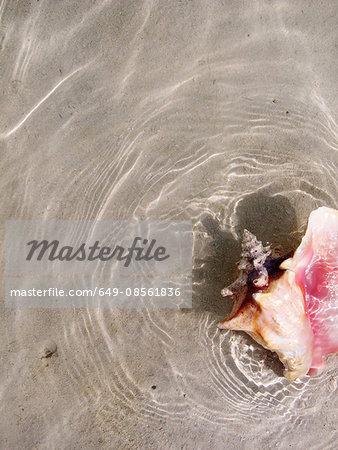 Conch shell on tropical beach