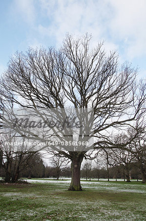 Oak tree growing in field