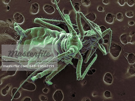 High vacuum SEM image of plant lice face to face High vacuum SEM image of plant lice face to face