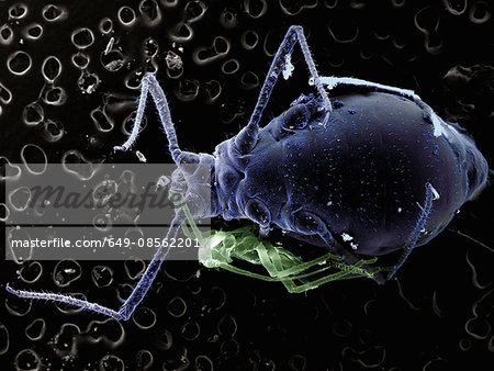 High vacuum SEM image of plant louse and small ant High vacuum SEM image of plant louse and small ant
