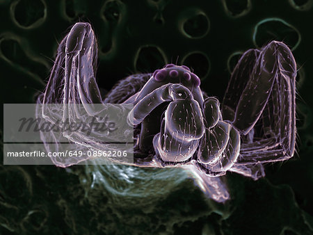 High vacuum SEM image of very small spider (frontal view)