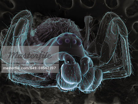 High vacuum SEM image of very small spider (frontal view larger magnification)