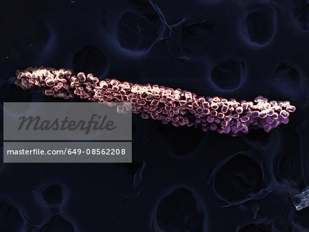 High vacuum SEM image of stamen of Brassica rapa oleifera flower High vacuum SEM image of stamen of Brassica rapa oleifera flower