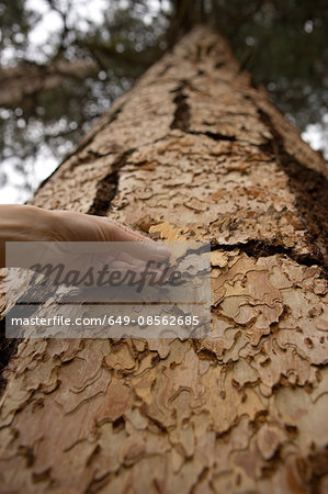 Woman touching tree bark