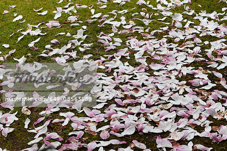 Magnolia leaves fallen on grass