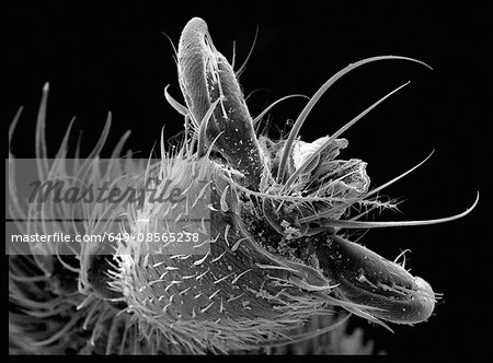 SEM of Bee toe SEM of Bee toe