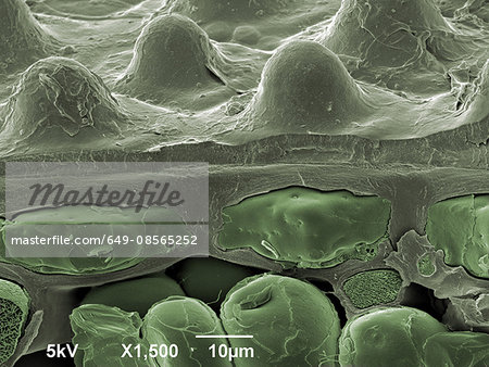 Leaf, x1500 magnification Leaf, x1500 magnification