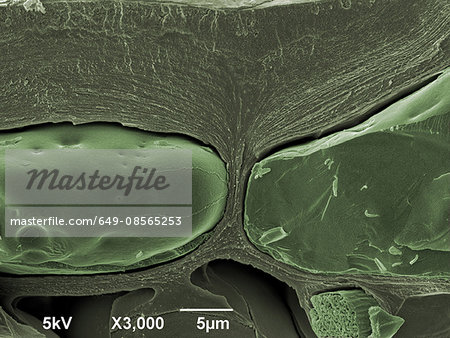 Leaf, x3000 magnification