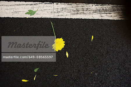 Yellow flower lying on road