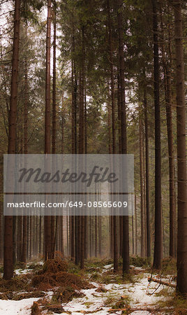 Fir tree forest in winter, Spindleruv Mlyn, Czech Republic