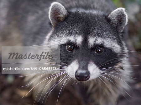 Portrait of Raccoon, Procyon lotor, San Francisco, California, USA