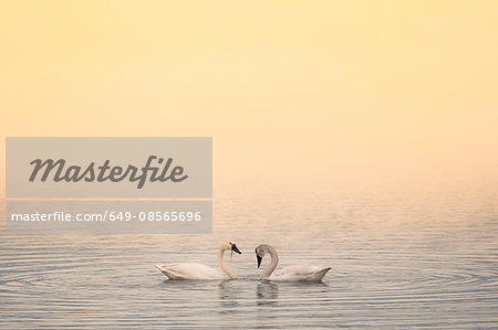 Two trumpeter swans (Cygnus buccinator), Okanagan Lake at sunrise, South Okanagan Valley, Naramata,  British Columbia, Canada