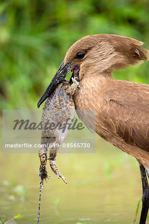 Hamerkop (Scopus umbretta),with toad in its beak, Lake Nakuru National Park, Kenya, Africa