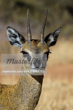 Portrait of Klipspringer (Oreotragus oreotragus), South Africa