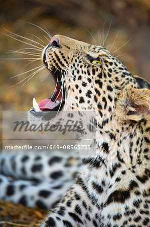 Close up of Leopard (Panthera pardus), Mashatu game reserve, Botswana, Africa