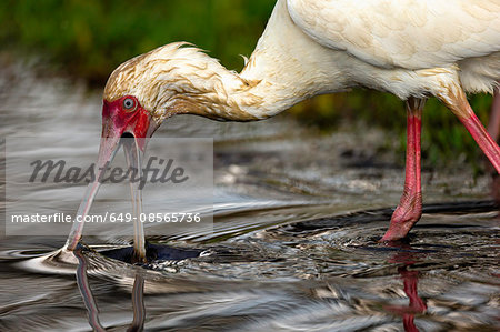 African Spoonbill (Platalea alba) searching for food, Lake Nakuru National Park, Kenya, Africa