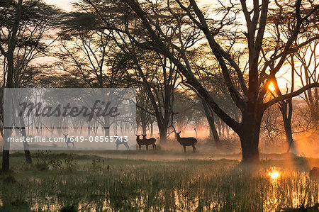 Small group of waterbuck (Kobus ellipsiprymnus), Lake Nakuru National Park, Kenya, Africa Small group of waterbuck (Kobus ellipsiprymnus), Lake Nakuru National Park, Kenya, Africa
