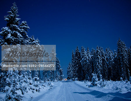 Snowy forest