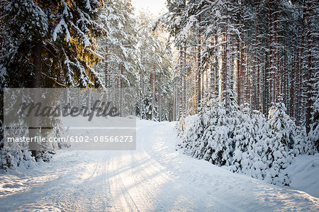 Snowy forest