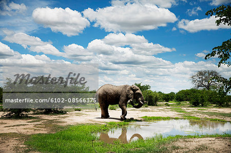 Elephant at water