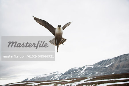 A Long-tailed Skua, Norway.