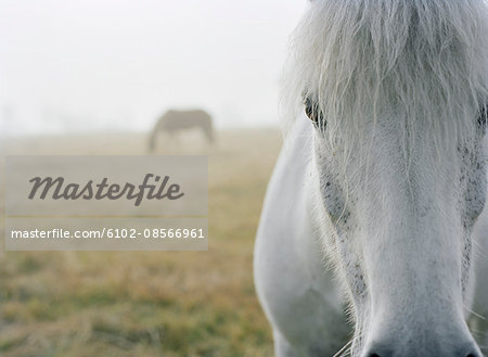 A white horse