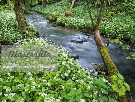 Wild garlic, on the way to Janet's Foss, Malham, Yorkshire Dales National Park, Yorkshire, England, United Kingdom, Europe