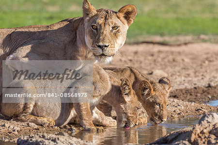 Lioness with cubs (Panthera leo) at water, Kgalagadi Transfrontier Park, Northern Cape, South Africa, Africa