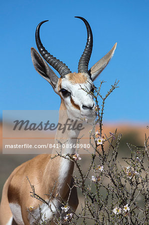Springbok (Antidorcas marsupialis) eating driedoring flowers (Rhigozum trichotomum) Kgalagadi Transfrontier Park, South Africa, Africa