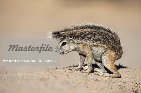 Ground squirrel (Xerus inauris) young, Kgalagadi Transfrontier Park, Northern Cape, South Africa, Africa