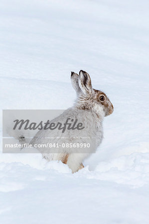 Mountain hare (Lepus timidus) in winter snow, Scottish Highlands, Scotland, United Kingdom, Europe