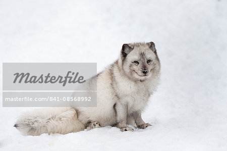 Arctic fox vixen (Vulpes lagopus), captive, Highland Wildlife Park, Kingussie, Scottish Highlands, Scotland, United Kingdom, Europe