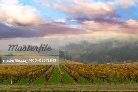 Vineyard in Dundee Oregon on a foggy morning during Fall Season